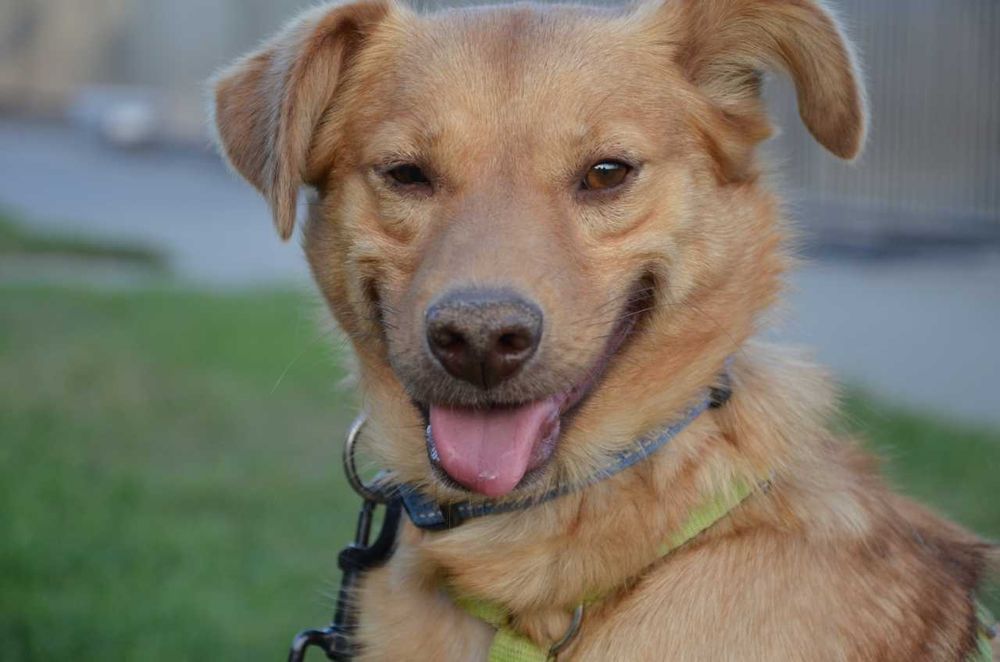 Karolek mały śliczny rudy piesek błaga o miłość ADOPCJA