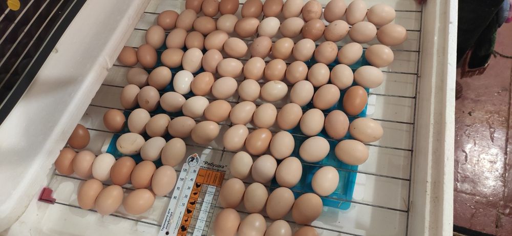 Інкубаційне яйце домінант