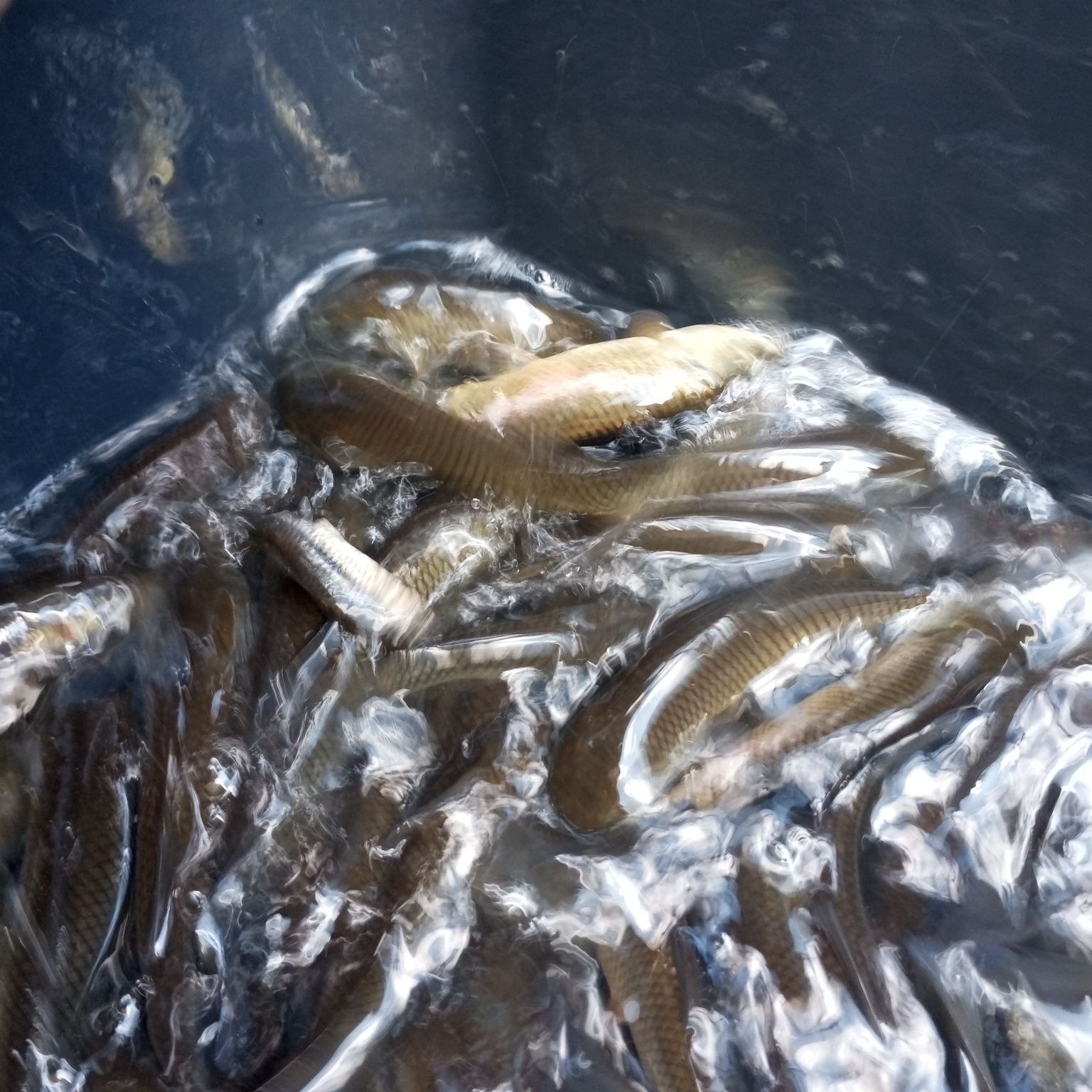 Amur w sprzedaży