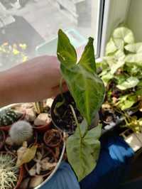 syngonium arrowhead