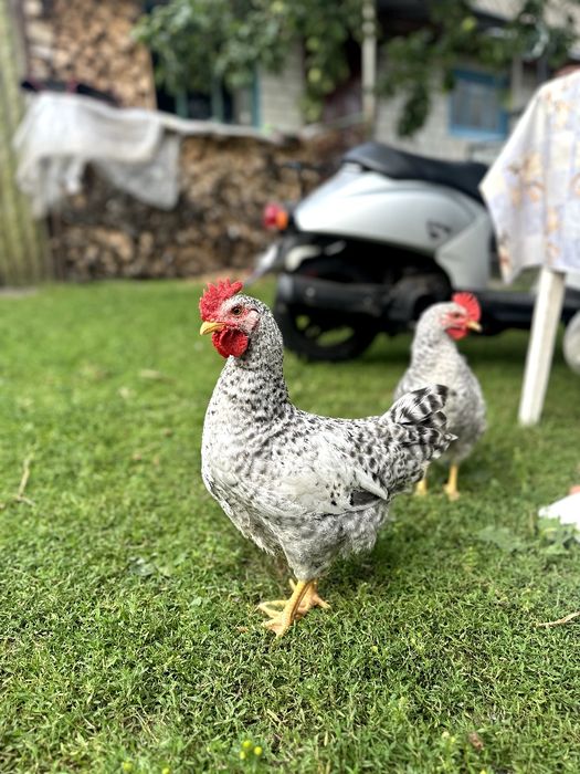 Продам півнів 3міс