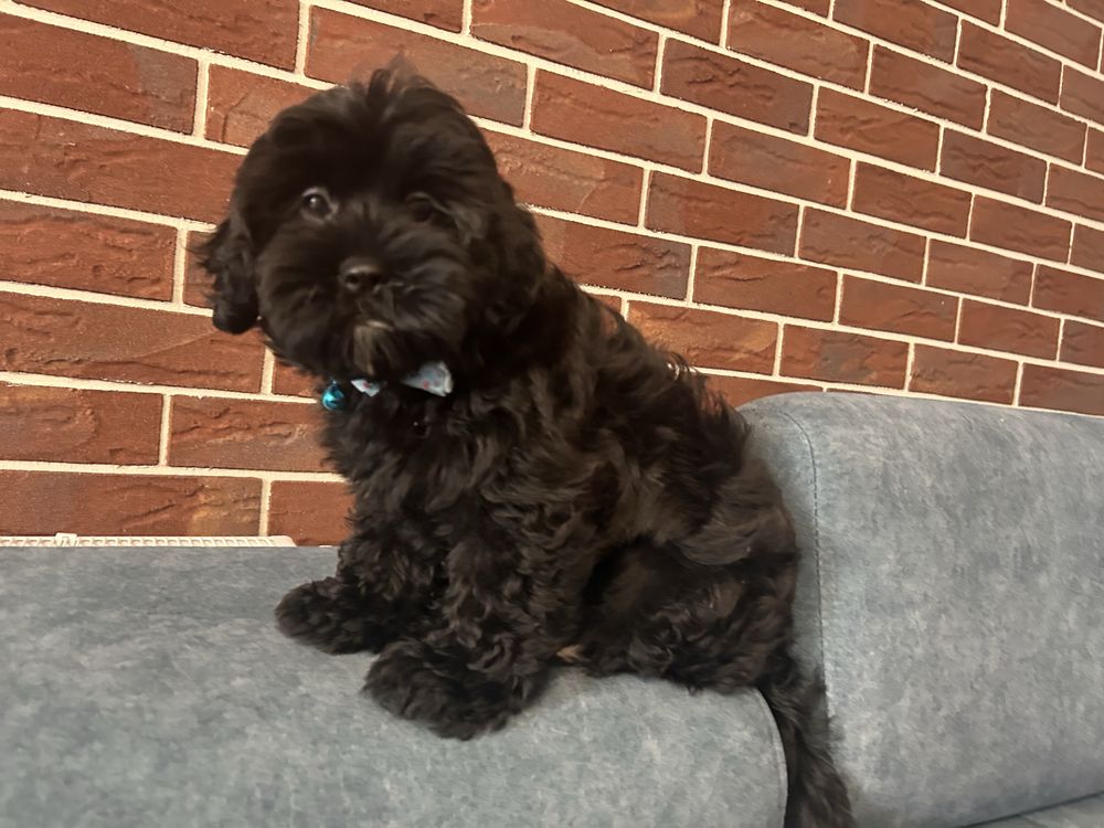 Shihpoo hybryda  shih tzu i pudel toy piesek