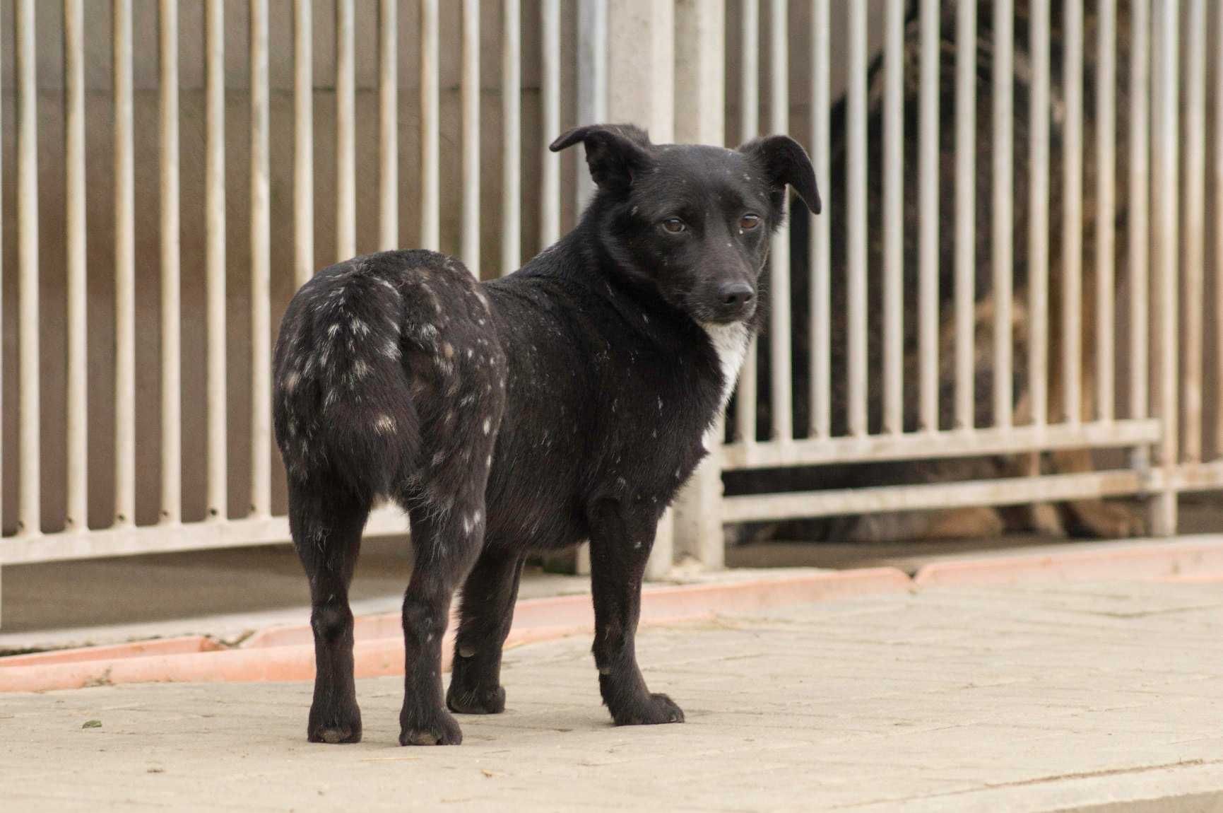 Chojrak - maluch czarny w białe kropki ! do pilnej adopcji !