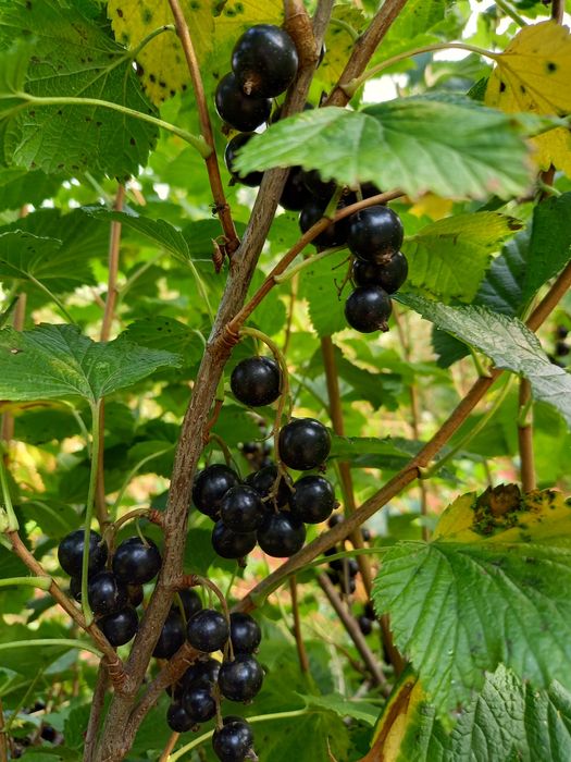 Owoce czarnej porzeczki