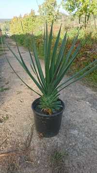 Dragoeiro - Dracaena draco em vaso - Lote de 2 plantas