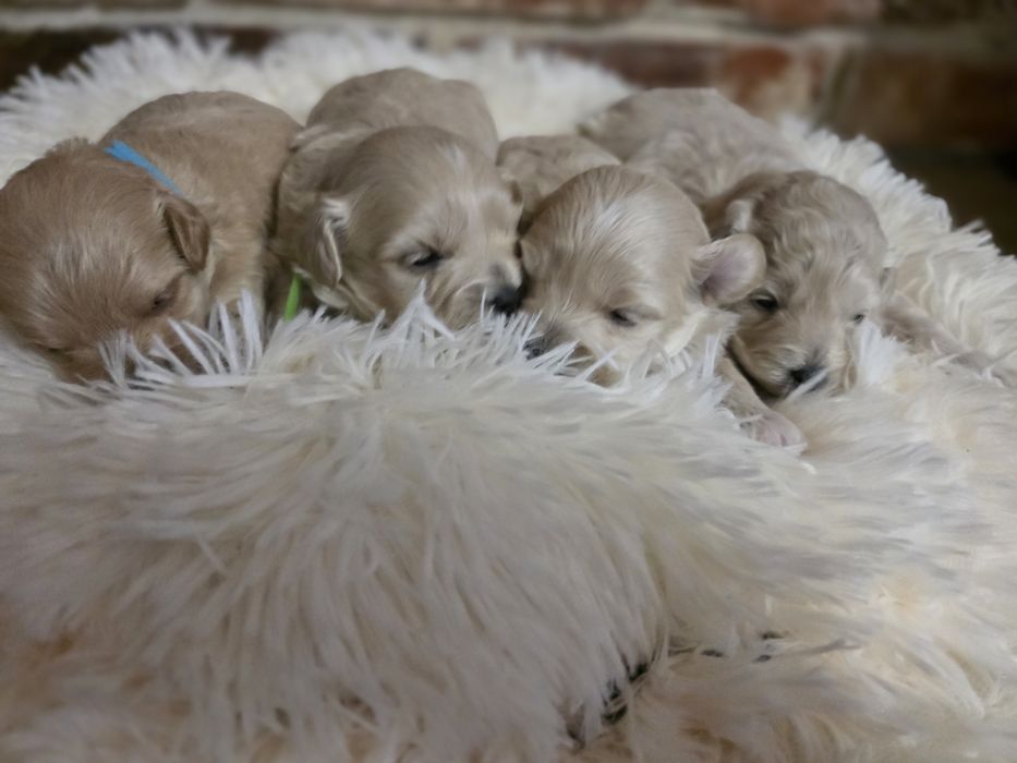 Maltipoo f1 piesek do  rezerwacji !!