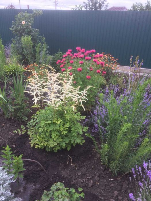 Цветы комнатные и садовые