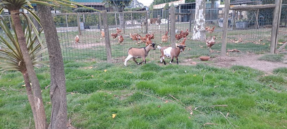 Cabras anas casal