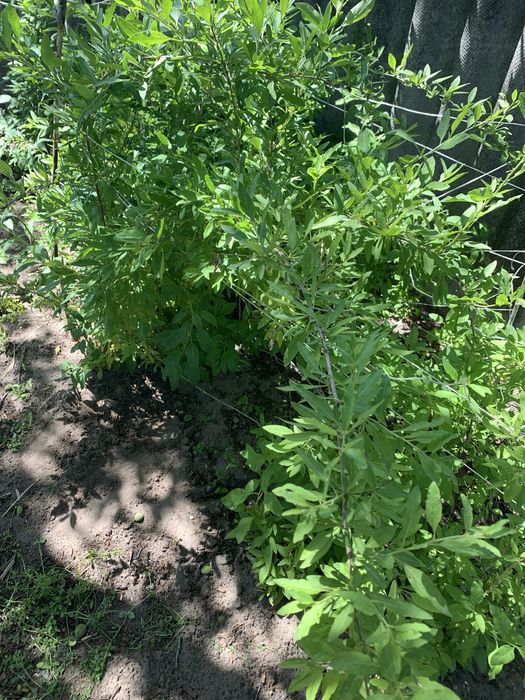 Саженцы годжи сортовые