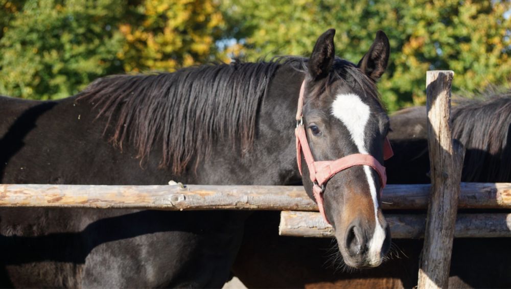 Wałaszek prawie 2 letni dotacyjny wielkopolski