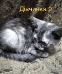 Шикарні кошкнята дівчата