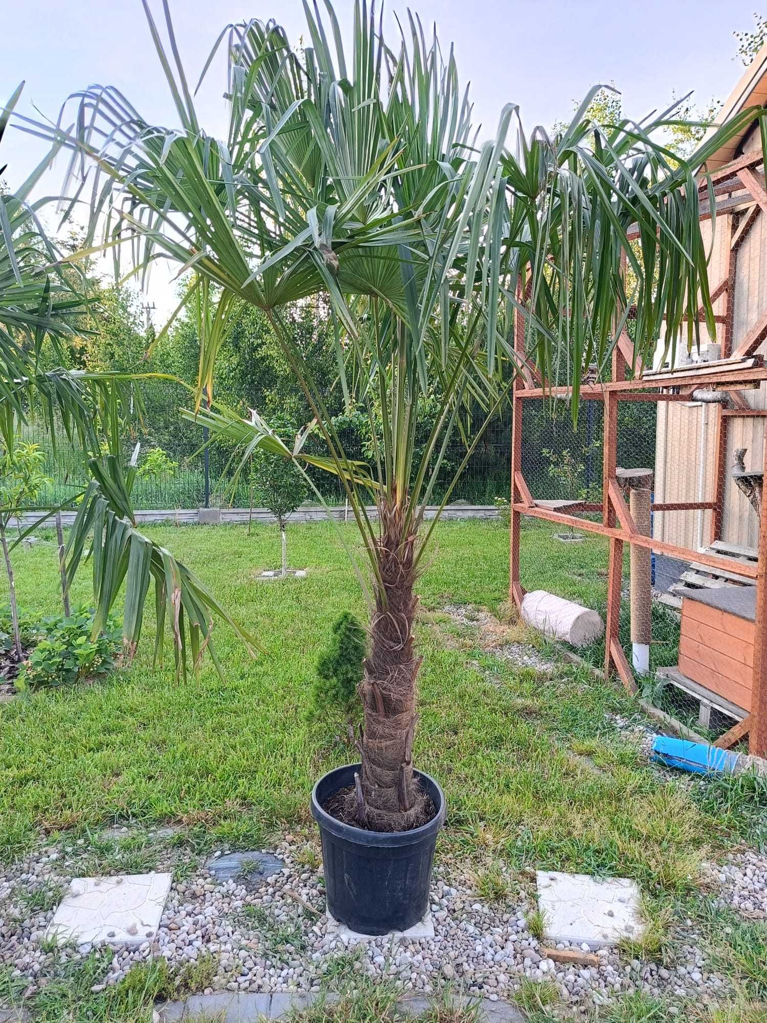 Palma Mrozoodporna Trachycarpus fortunei