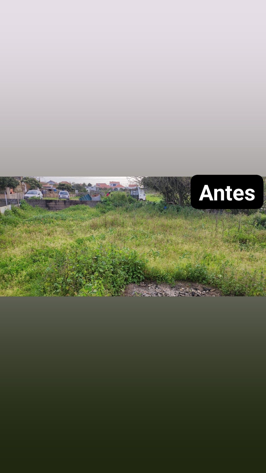 Limpeza jardins e terrenos