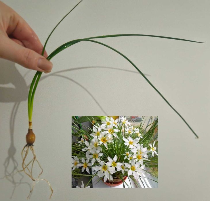 Зефирантес, выскочка, комнатный нарцисс взрослая луковица 1 шт