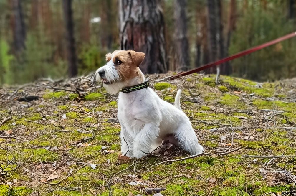 Кобель Джек Рассел, в'язка.