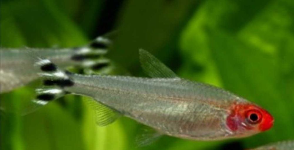 Tetra cabeça de sangue promoção pack 20