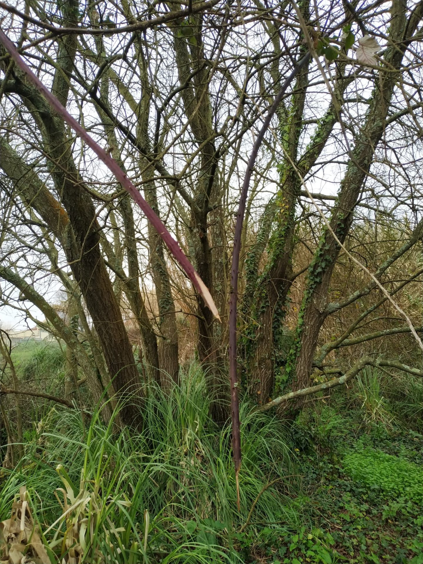 Limpeza de terrenos corte de árvores