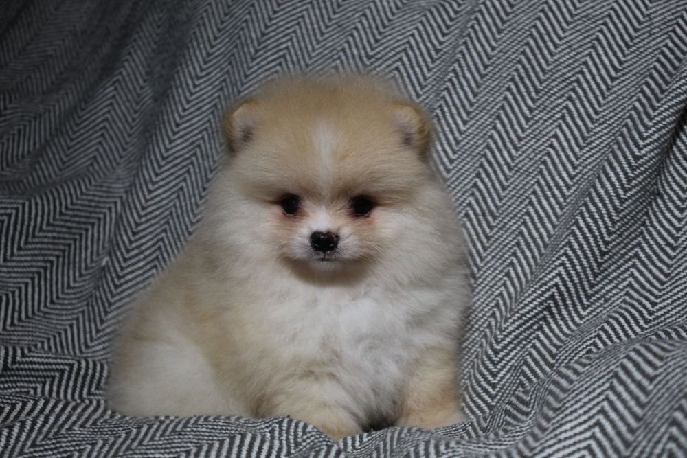 Міні і стандарт. Дівчатка