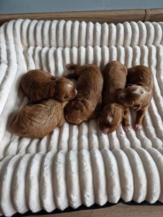Cavapoo dziewczynka