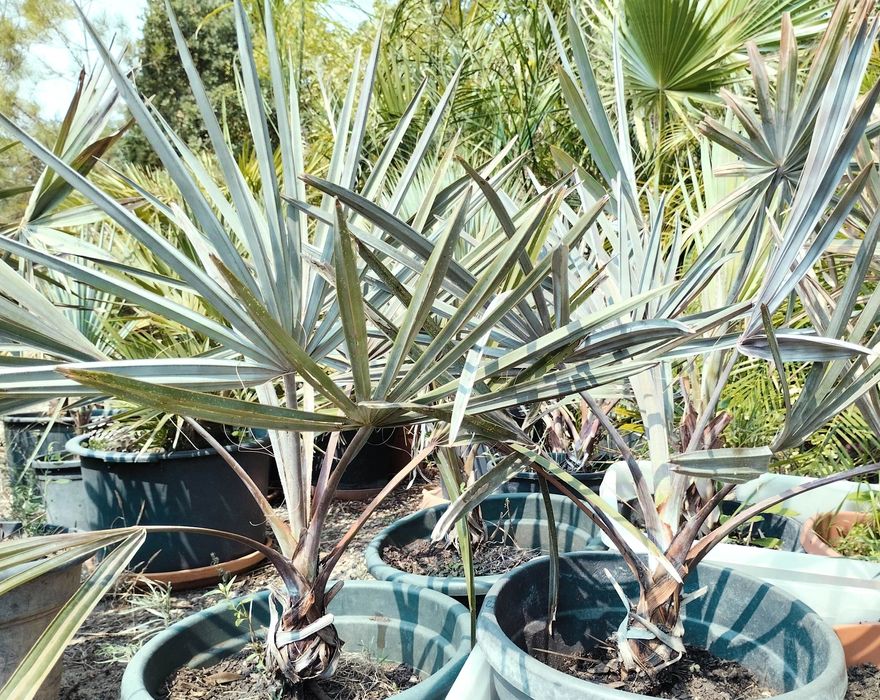 Estonteante palmeira azul, Bismarckia nobilis