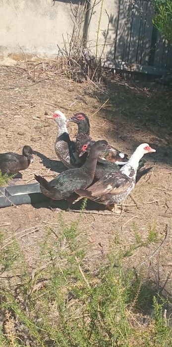 Vendo patos mudos selvagens