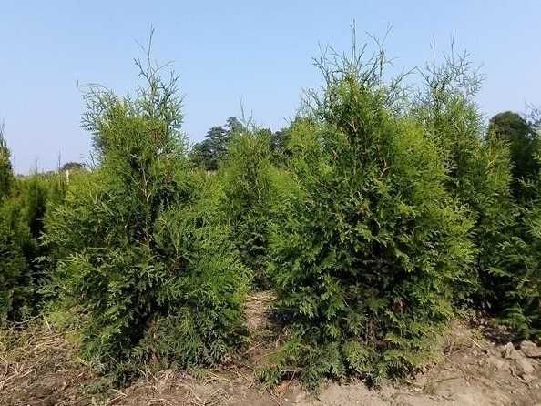 Thuja Brabant 200,220,240,250 cm! Tuja, tuje! Sadzenie! Nasza dostawa!