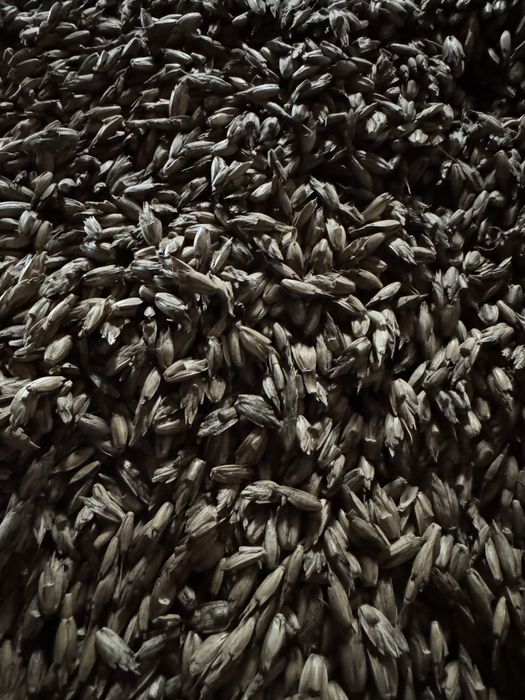 Orkisz zimowy zbiór 2025