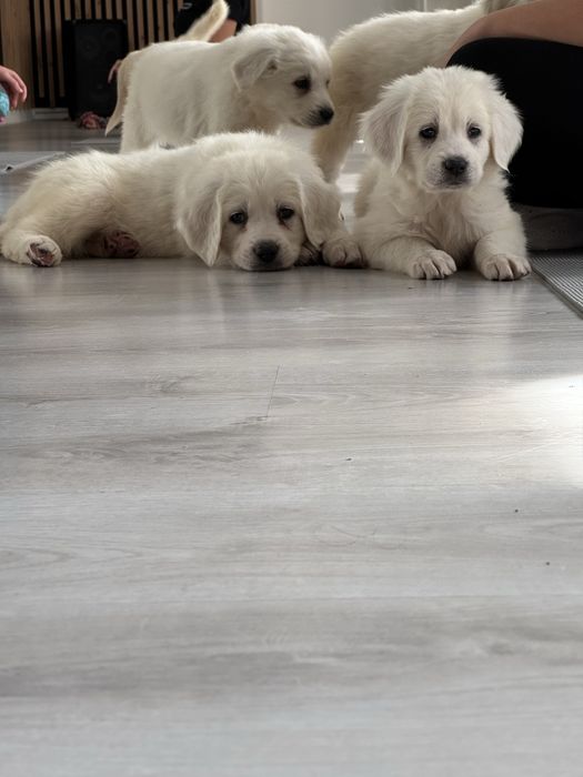 Owczarek podhalanski suczka