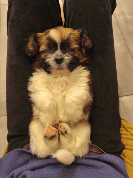 Aktualne Piesek SHIH TZU samiec