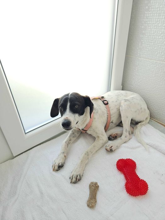 Cão Fofo para Adoção - Urgente