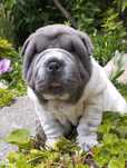 Shar pei piesek flowered