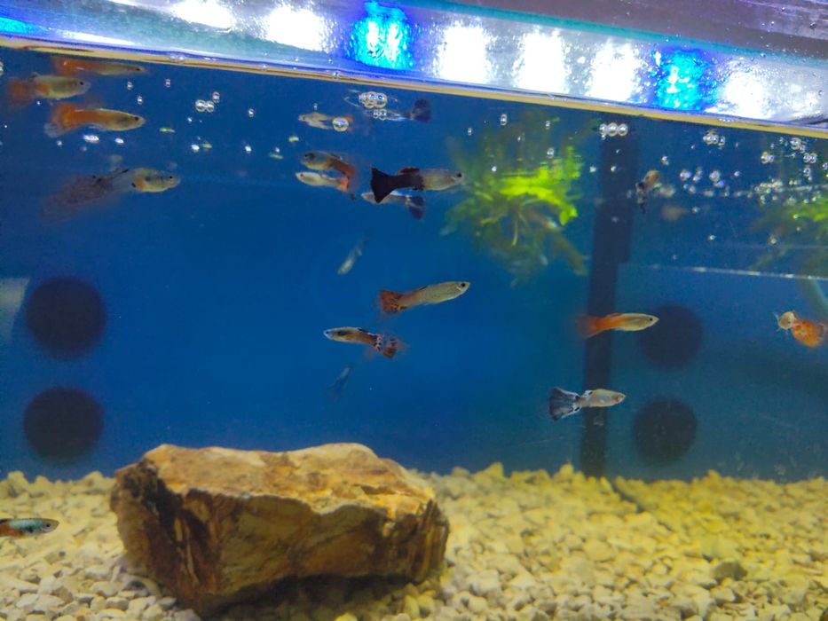 Guppys várias cores