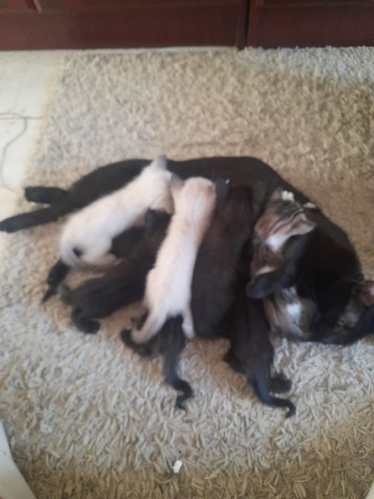 Tenho gatos bebés para doar
