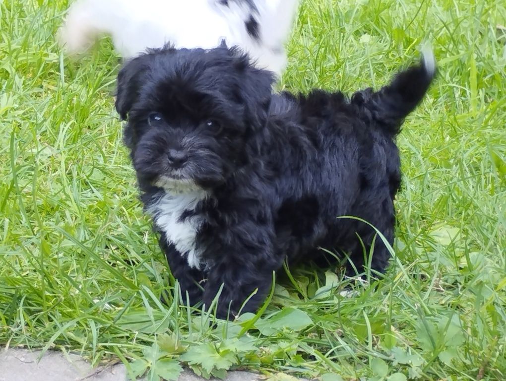Maltipoo szczenię