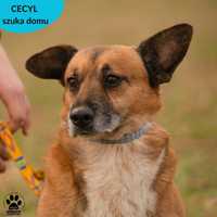 Cecyl czeka na Ciebie