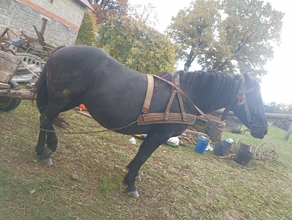 Продам кобилу 12 років