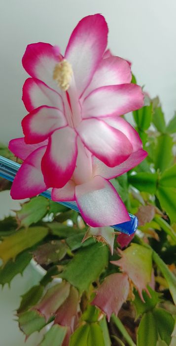 ,шлюмбергер, різдвяник,Аглаонема,,грошове дерево , спатифілум