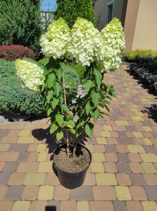 Гортензія Ренсам Фрамб.,Графіті ,Фрайз Мельба ,Лаймлайт,Пастель грін,