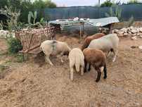 Venda de ovinos exelente qualidade de animais