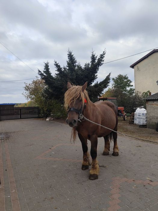 Kobyla  zimnokrwista z 2018 r