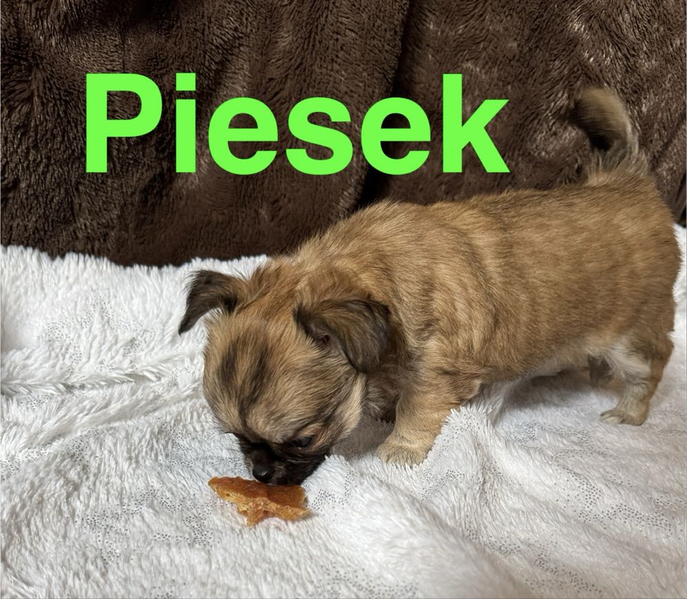 Chihuahua piesek długowłosy