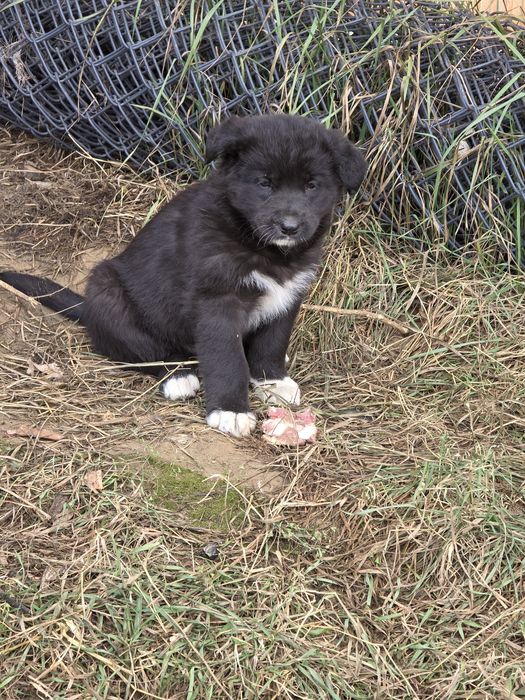 Pieski - owaczrek podhalański