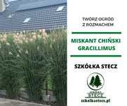 Miskant chiński Gracillimus - 1,5L