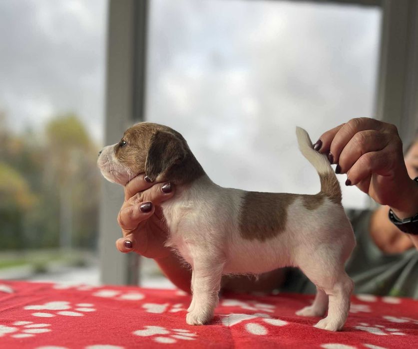 Jack Russell Terrier- suczka ZKwP FCI