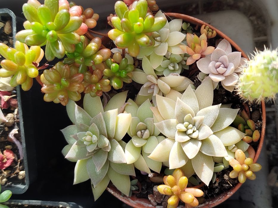 Граптопеталум і інші -40гривень