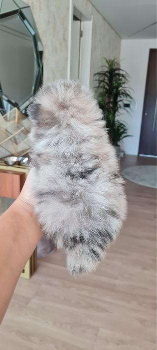 Exuberante Menino Lulu da Pomerânia mini de Qualidade