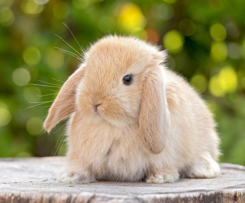 KIT Coelhos anões orelhudos, mini lop adoráveis e super inteligentes