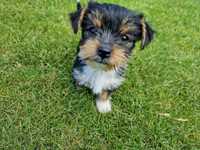 Oddam dwa samce yorkshire terrier