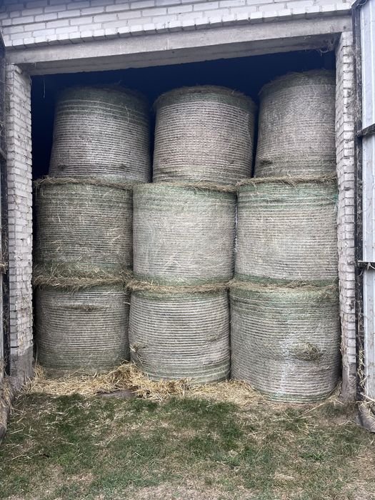 Siano tegoroczne 2025