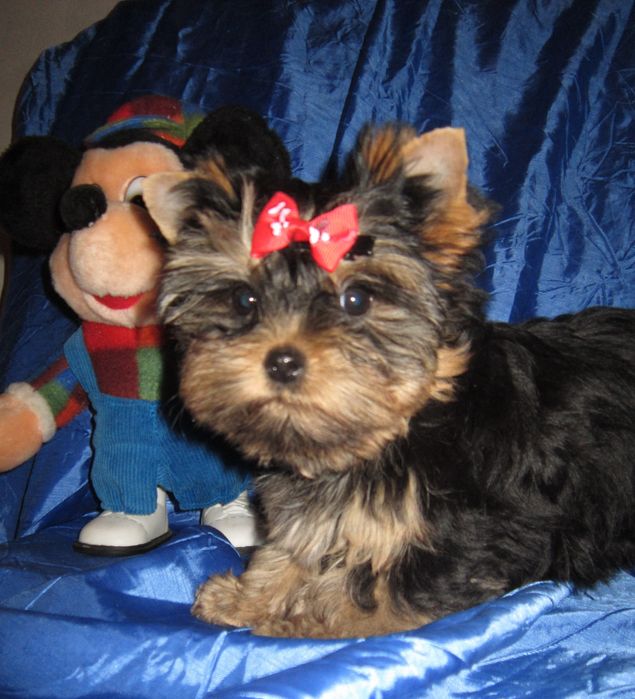 Достойная девочка йоркширского терьера .Док.КСУ , ветпаспорт.